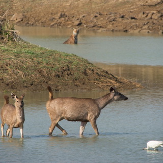 Tadoba - Sambar deers and tigress